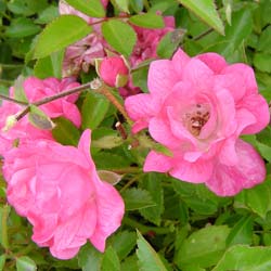 Roseira paisagstica rosa 'Fairy rood'